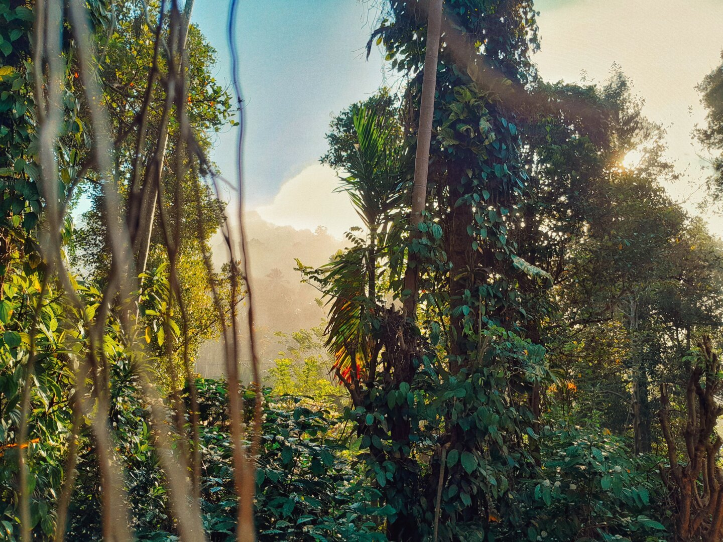 A lush tropical forest bathed in warm sunlight, with dense green foliage and vines wrapping around tall trees. The golden glow of the sun filters through the trees, casting a dreamy haze over the distant hills in the background.