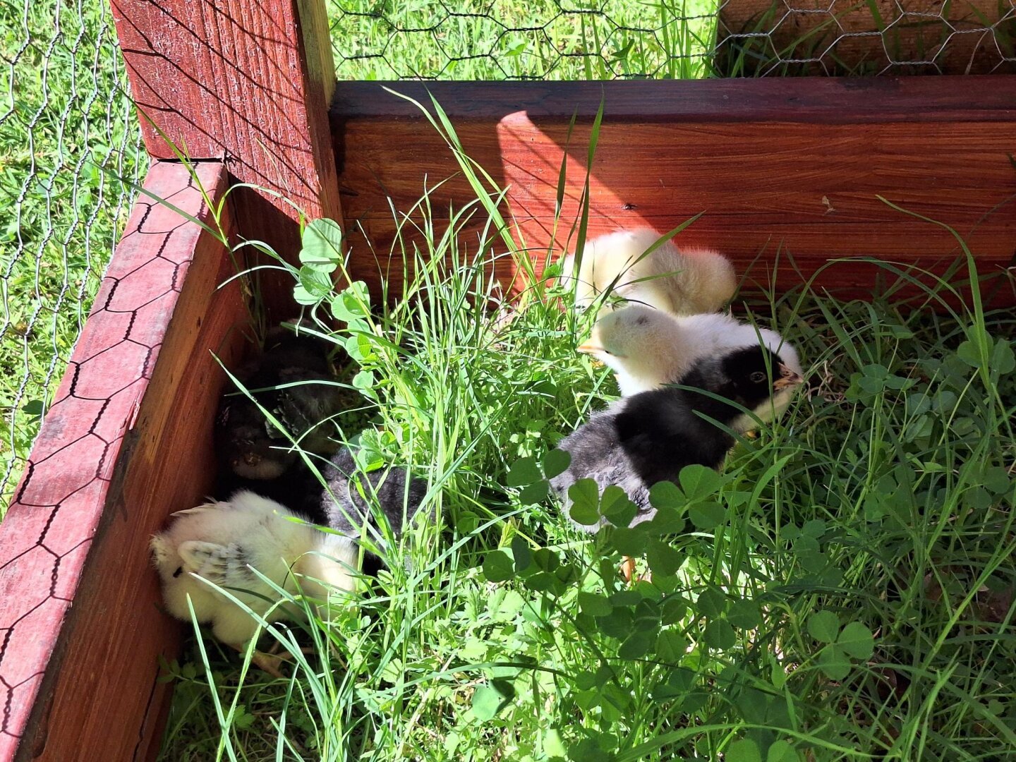 Six chicks huddled together in the corner of their chicken coop basking in the sun.