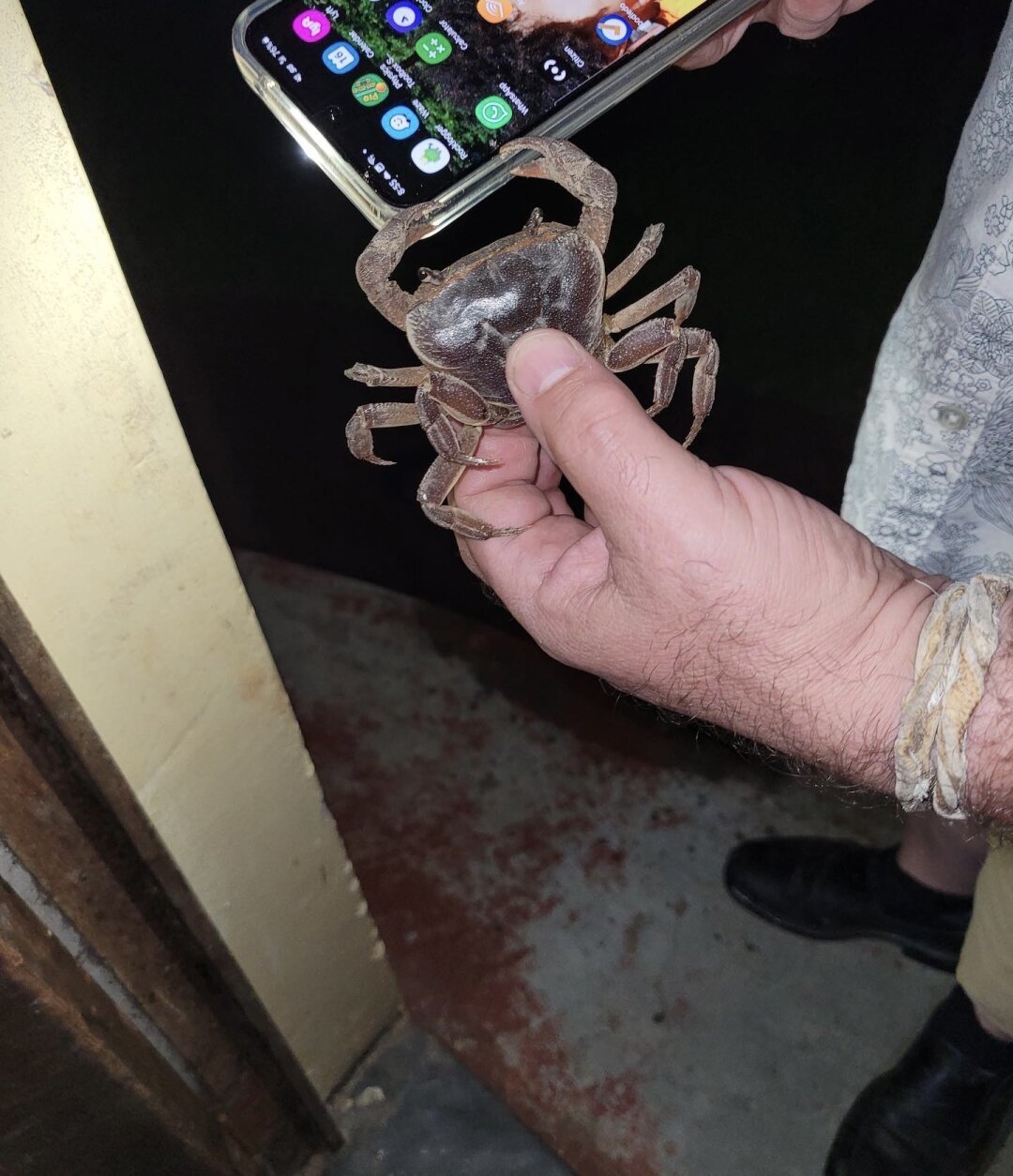 A white sangoma holding a small crab while the crab latches onto their phone.