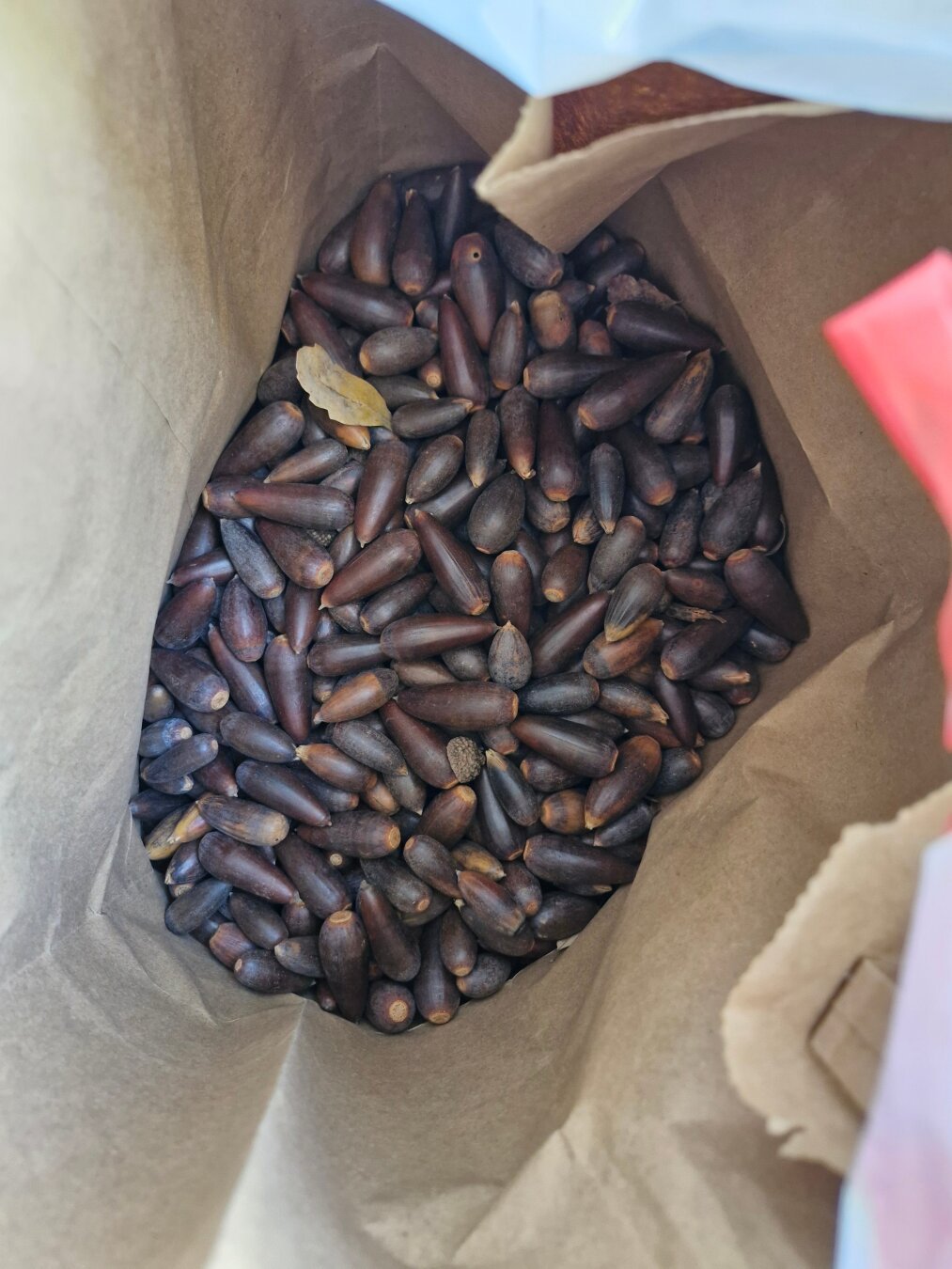 A paper bag partially filled with acorns.