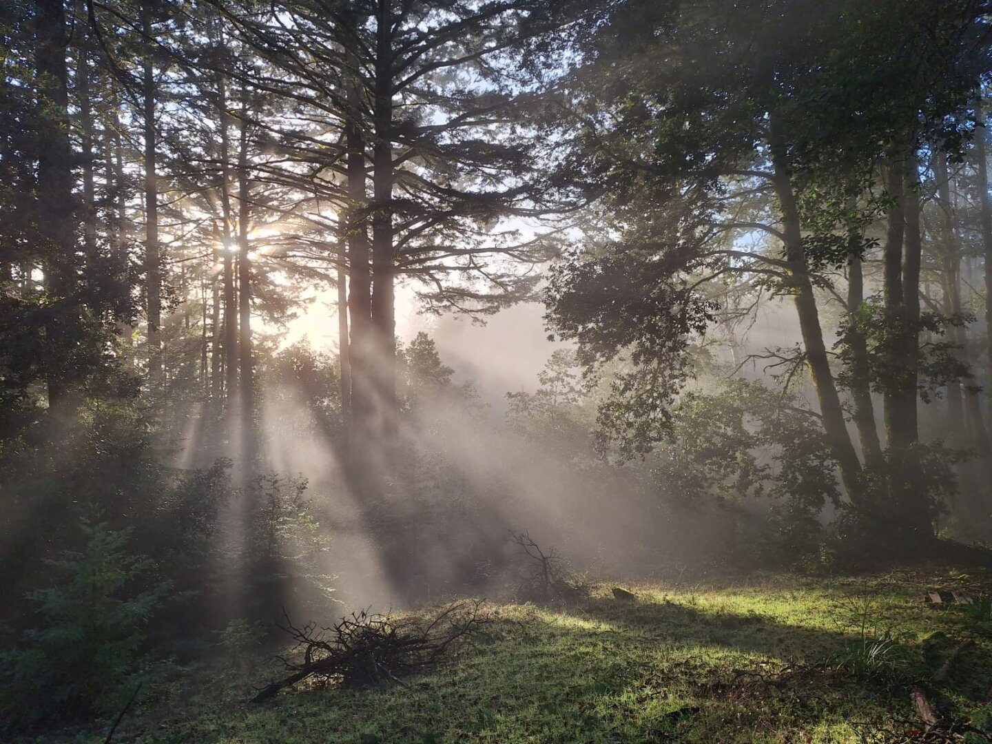 Sunbeams through fog that winds between and around giant trees.