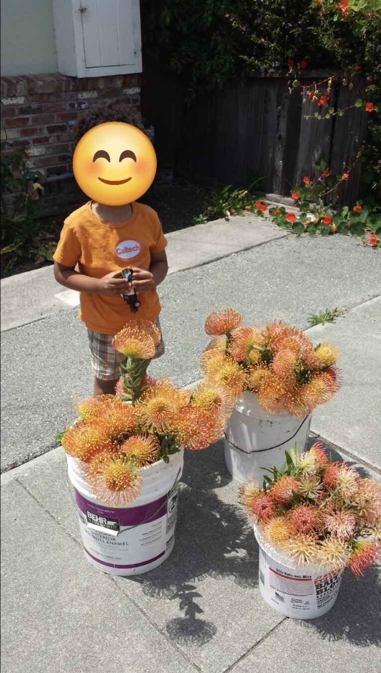 A child standing proudly on a sunny sidewalk with buckets of orange and gold pincushion flowers. They are wearing a Caltech t-shirt.