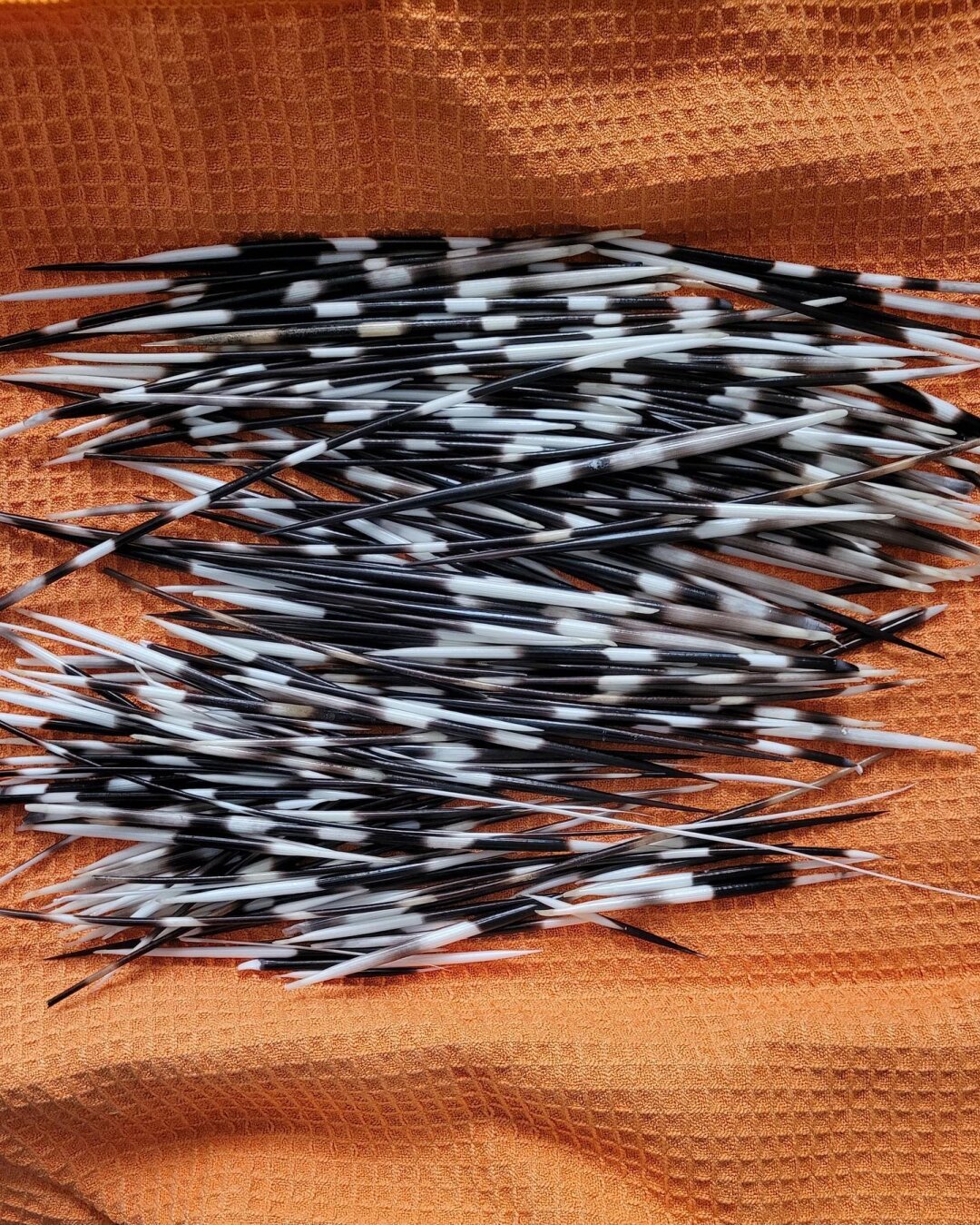 African porcupine quills on orange cloth.
