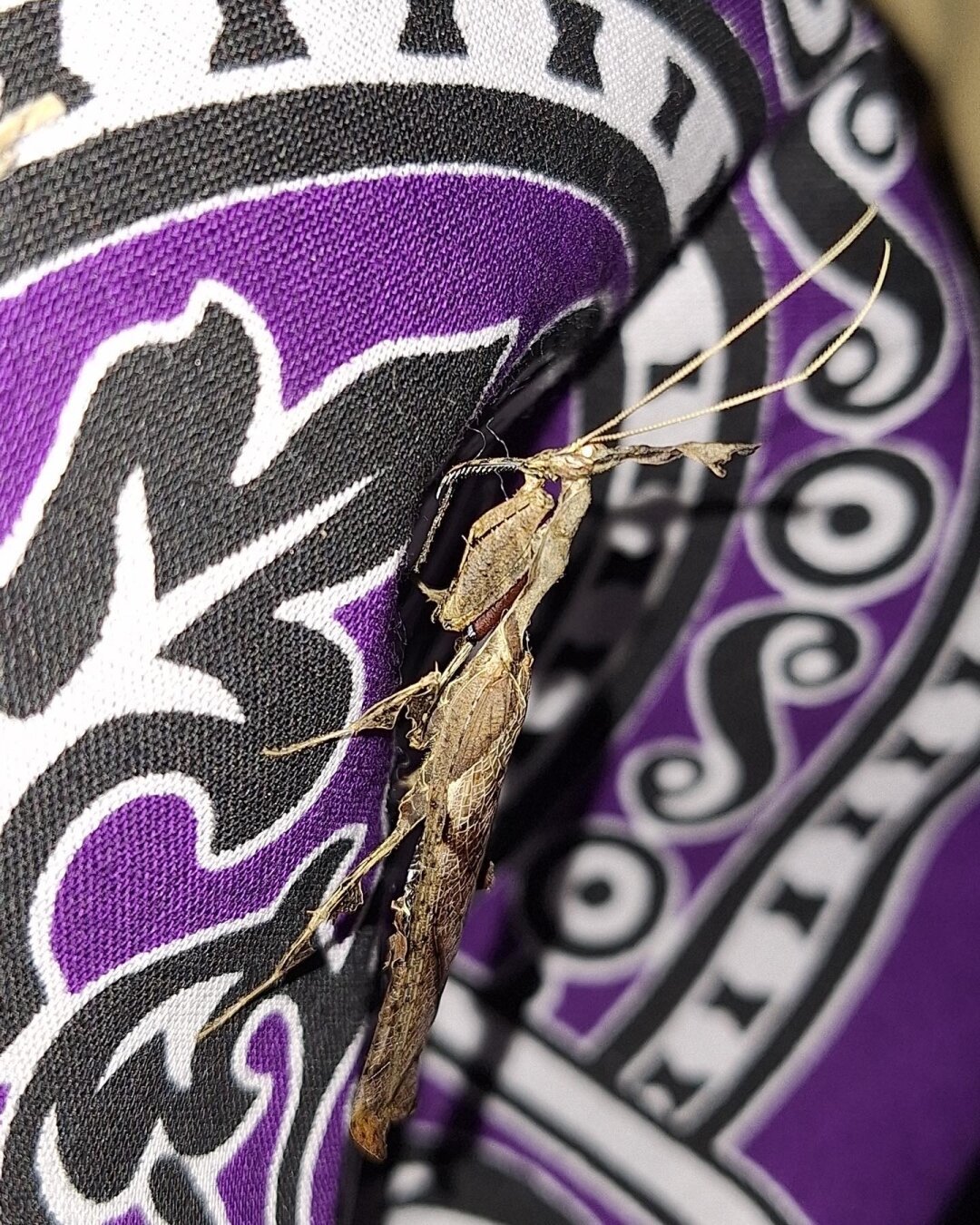 A large praying mantis on someone's clothed shoulder.