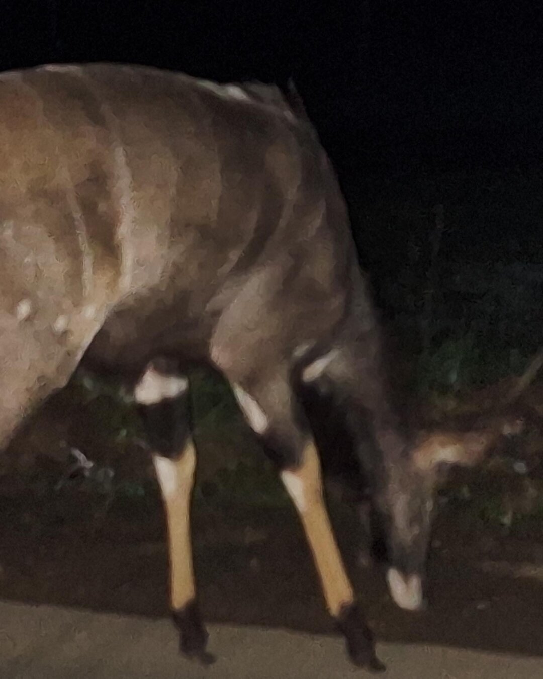 A nyala eating something on the ground at night.