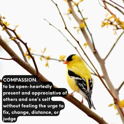 a yellow bird sits on a tree branch in flower. A definition of the word COMPASSION says to be open-heartedly present and appreciative of others and one’s self without feeling the urge to fix, change, distance, or judge