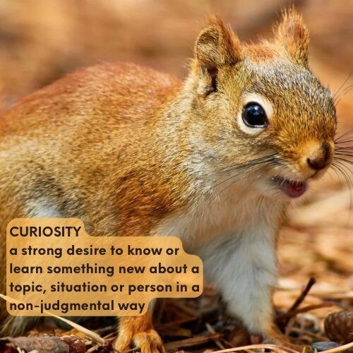 A close-up of a squirrel with a definition of curiosity on it that says a strong desire to know or learn something new about a topic, situation or person in a non-judgmental way.