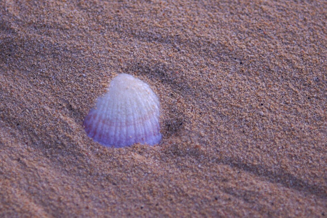 Peeking out of the sand