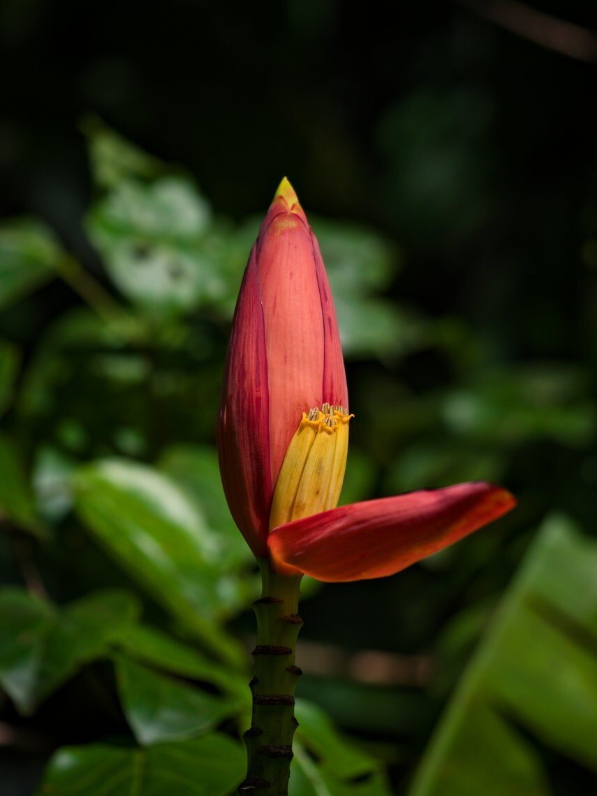 Banana flower