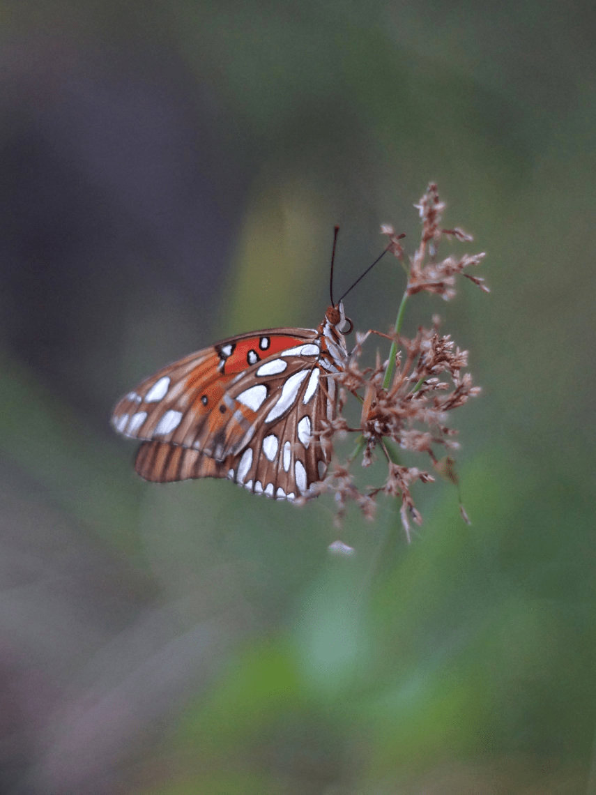 The Gulf fritillary butterfly