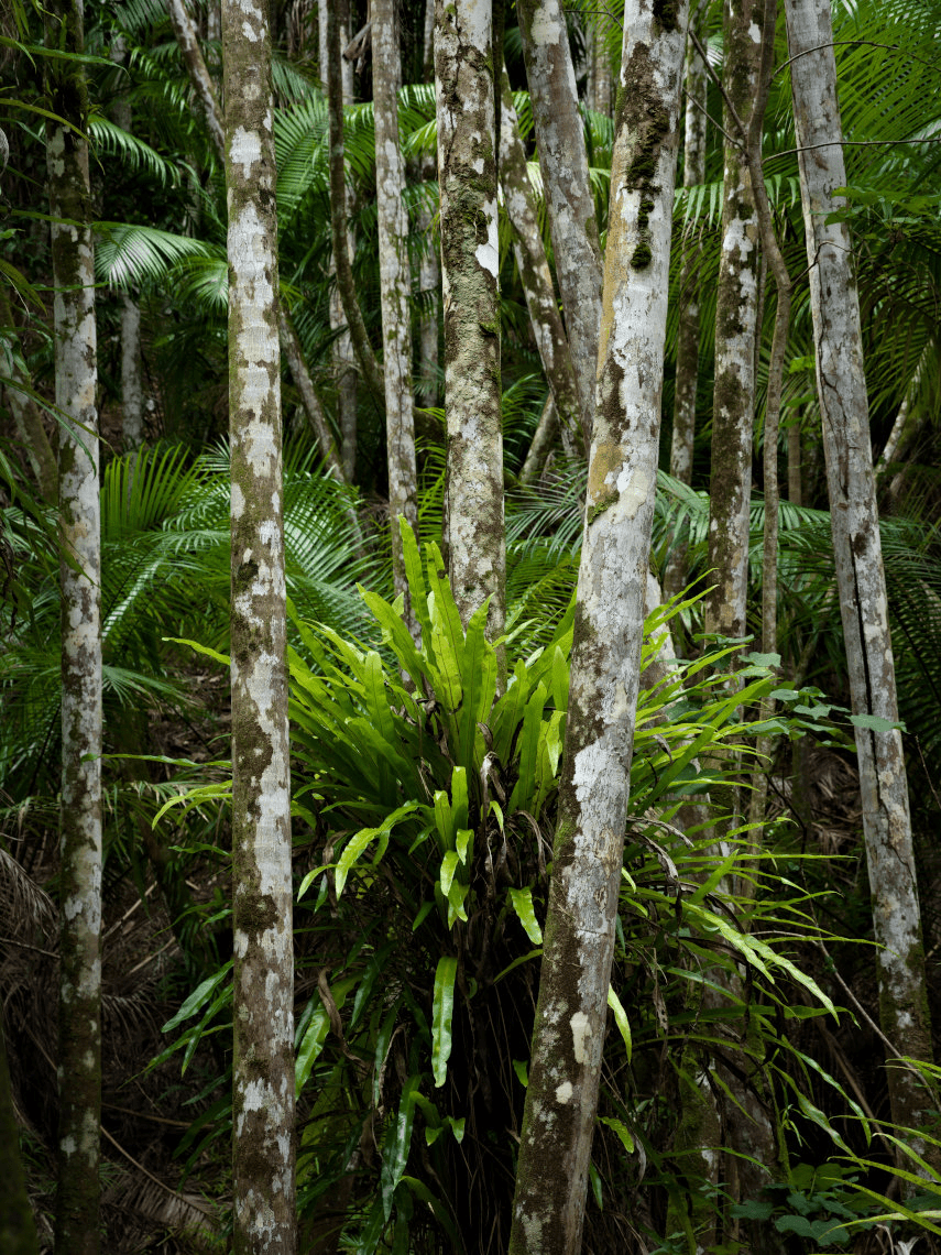 An orderly jungle