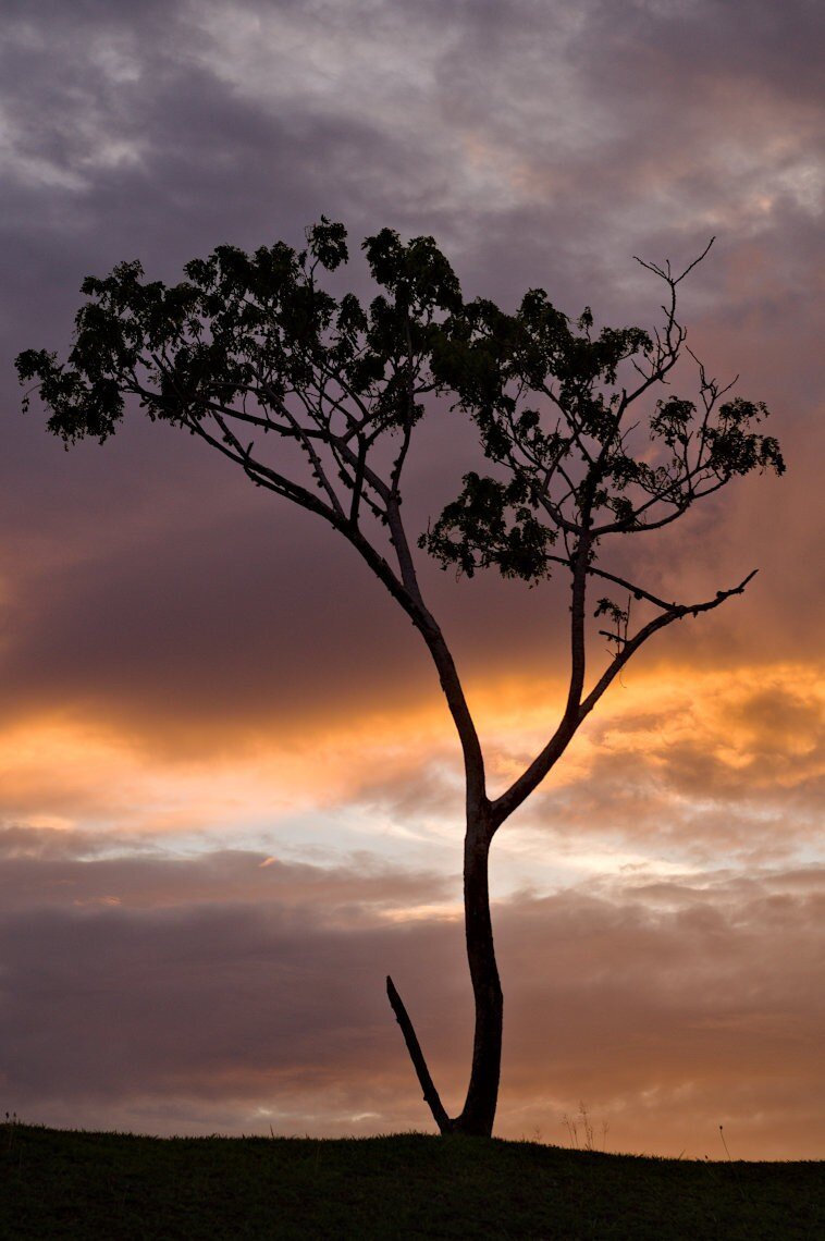 Lone tree at sunset