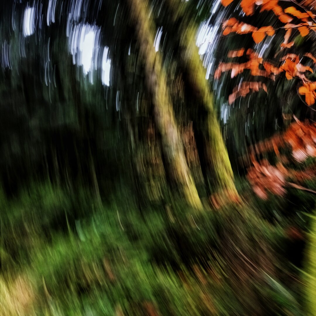 Moving blur of some trees in a forest