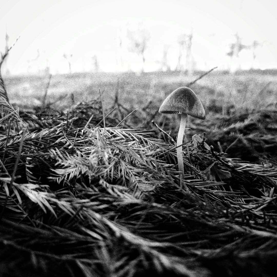 a small mushroom cap popping out of a carpet of bald cypress leaves