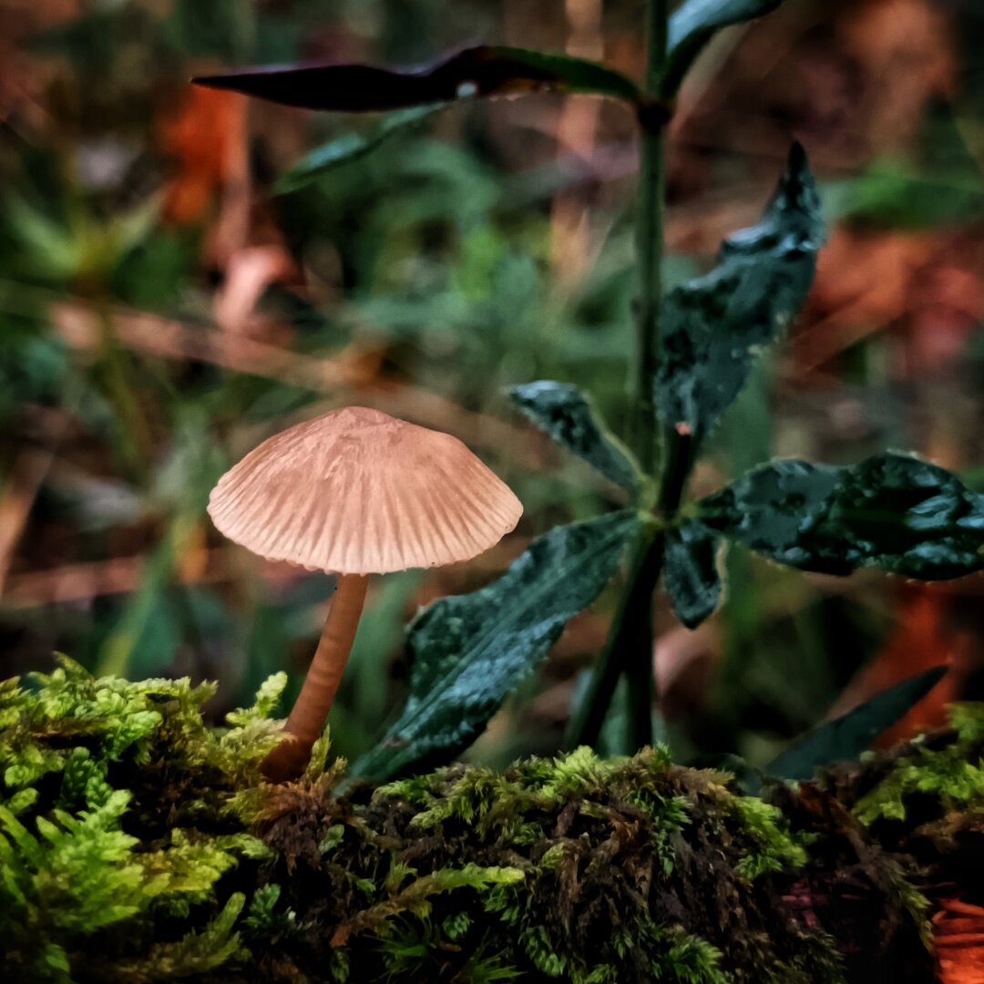 a small mushroom growing on a branch covered by moss