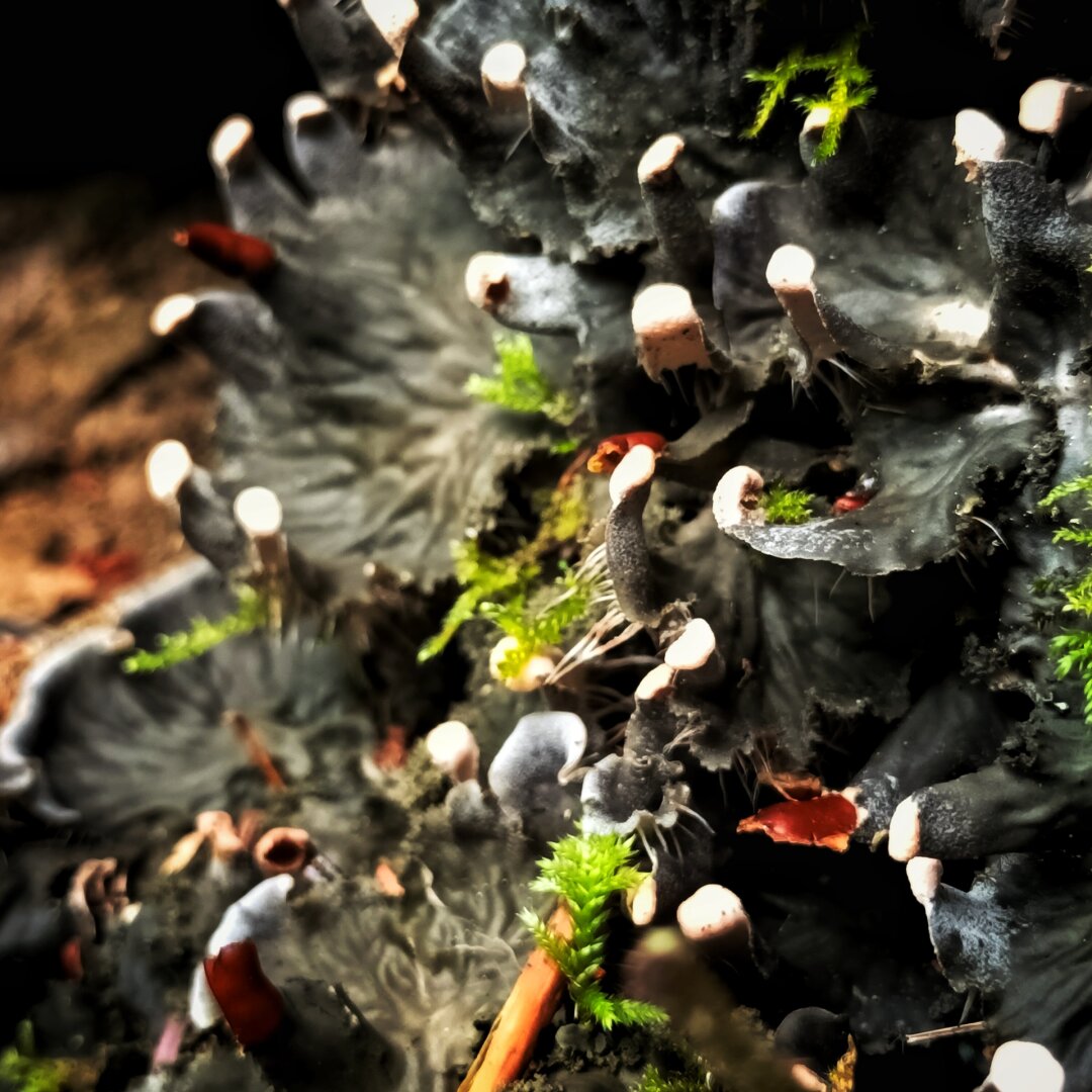 a sort of mushroom are maybe a lychen or possibly some moss as well...