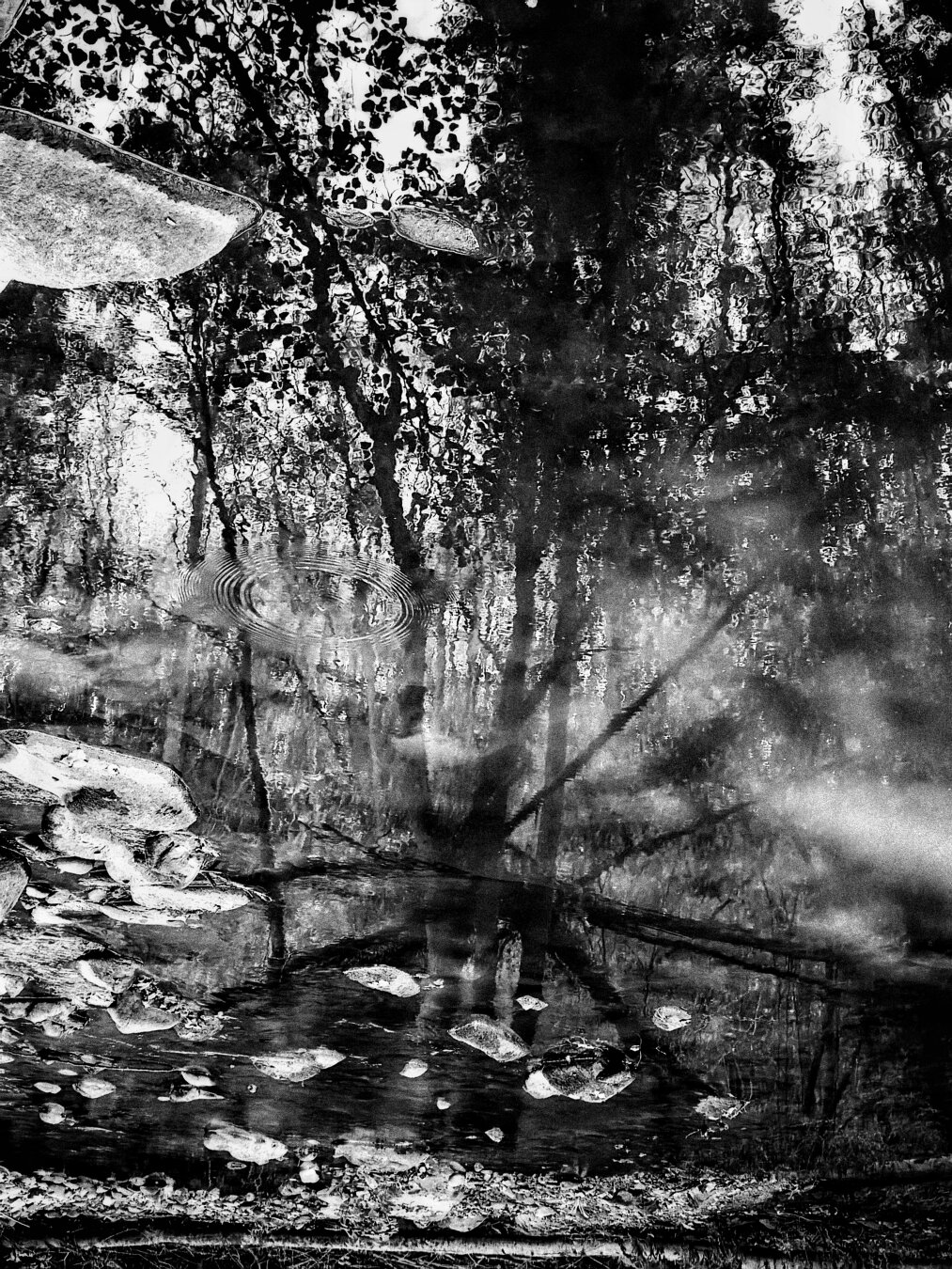 a tree reflected in the river, inverted.