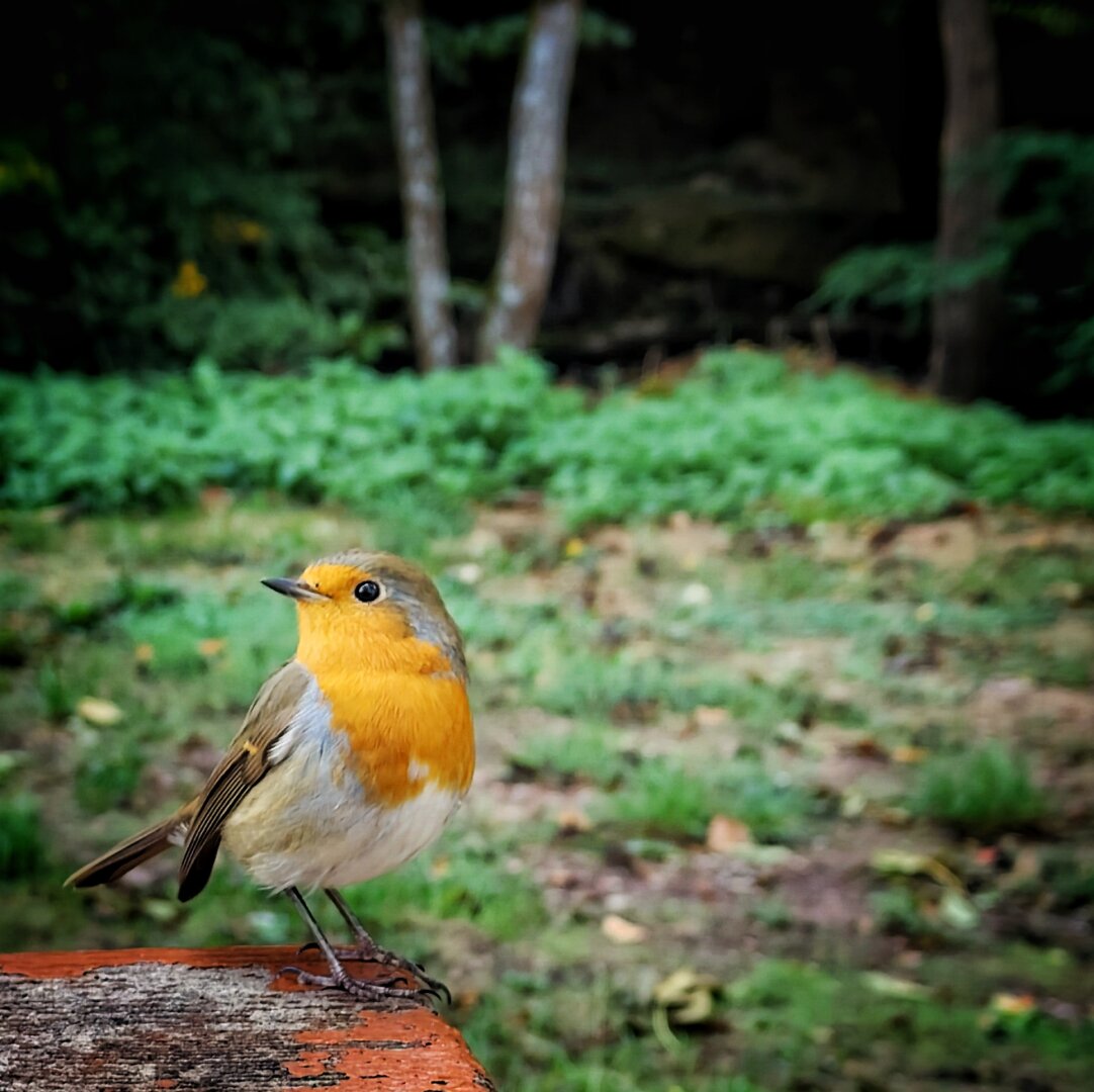 a european robin taunting me...