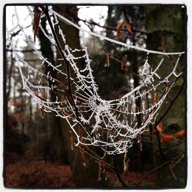 Das Bild zeigt ein Spinnennetz, das mit einer dicken Schicht Frost überzogen ist. Das Netz hängt zwischen kahlen Ästen und Zweigen, die ebenfalls mit Frost bedeckt sind. Im Hintergrund sind dunkle Baumstämme und Äste zu erkennen, die einen kontrastreichen Hintergrund für das filigrane Netz bilden.