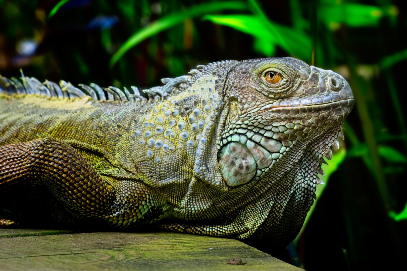 Close up of the upper body of a female Iguana. She has bright green scales that color a little blue/grey-ish on her head. An orange/yellow eye looks into the lens. She's laying on a plank of wood, discolered green from moss. The background is some dark green plants and out of focus.