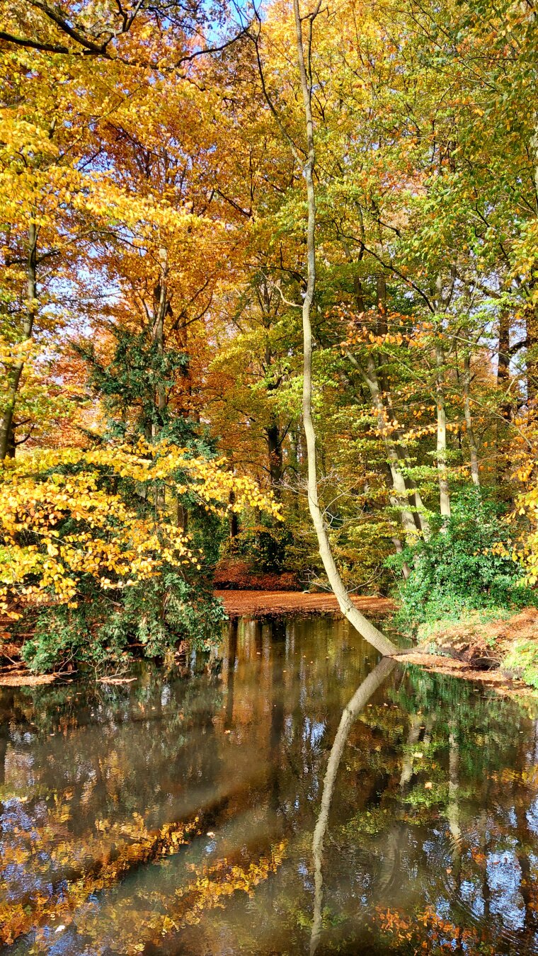 Trees around dark water in orange, brown, yellow and green. Leaves on the watersurface. Bright light, blue sky, and reflections in the water.