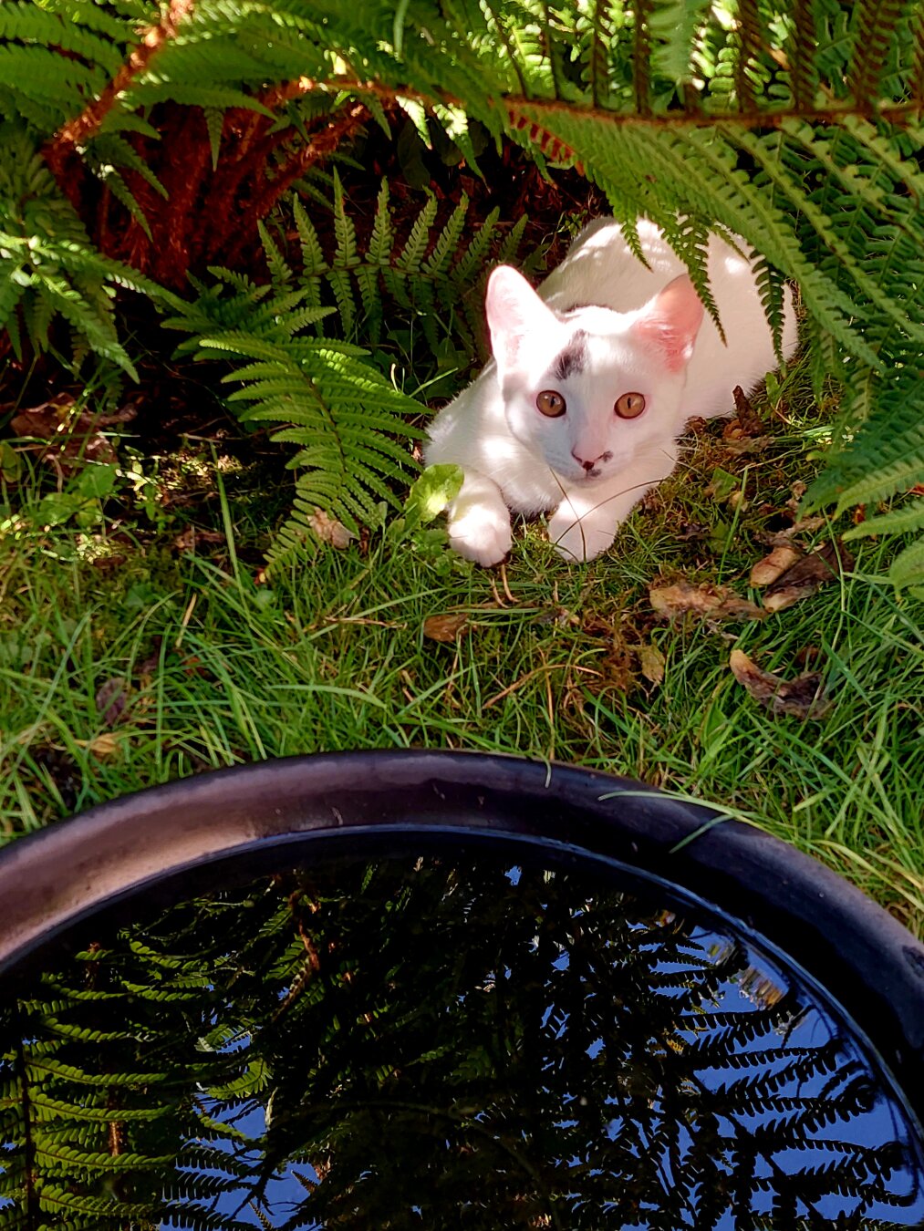 Ein kleines weißes Kätzchen sitzt zwischen grünen Pflanzen vor einer schwarzen, runden Wasserschale, die im Gras steht, und blickt erwartungsvoll in die Kamera.