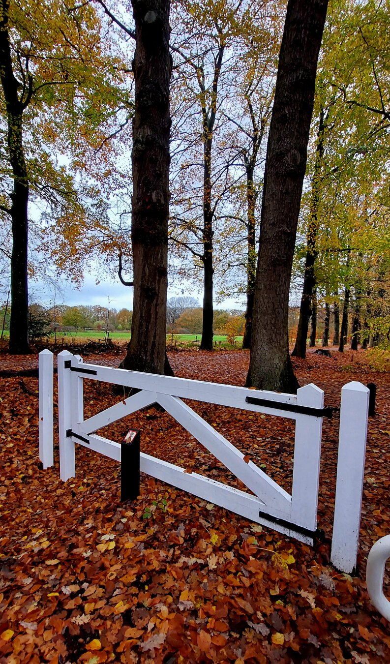 Many golden orange, red, brown leaves on the grond, long thin trees along a path, still having some yellow-green leaves, and a clear white fence in the front.