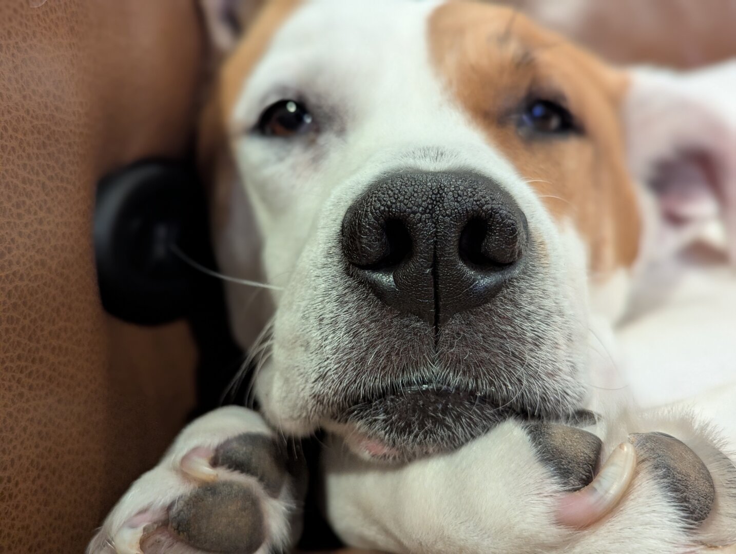 Dog Sleeping on couch