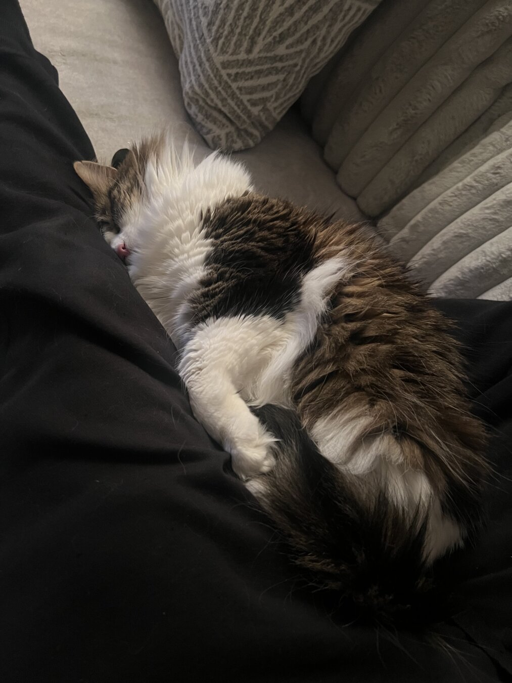 A fluffy white and brindle cat is asleep between the legs of her human dad.