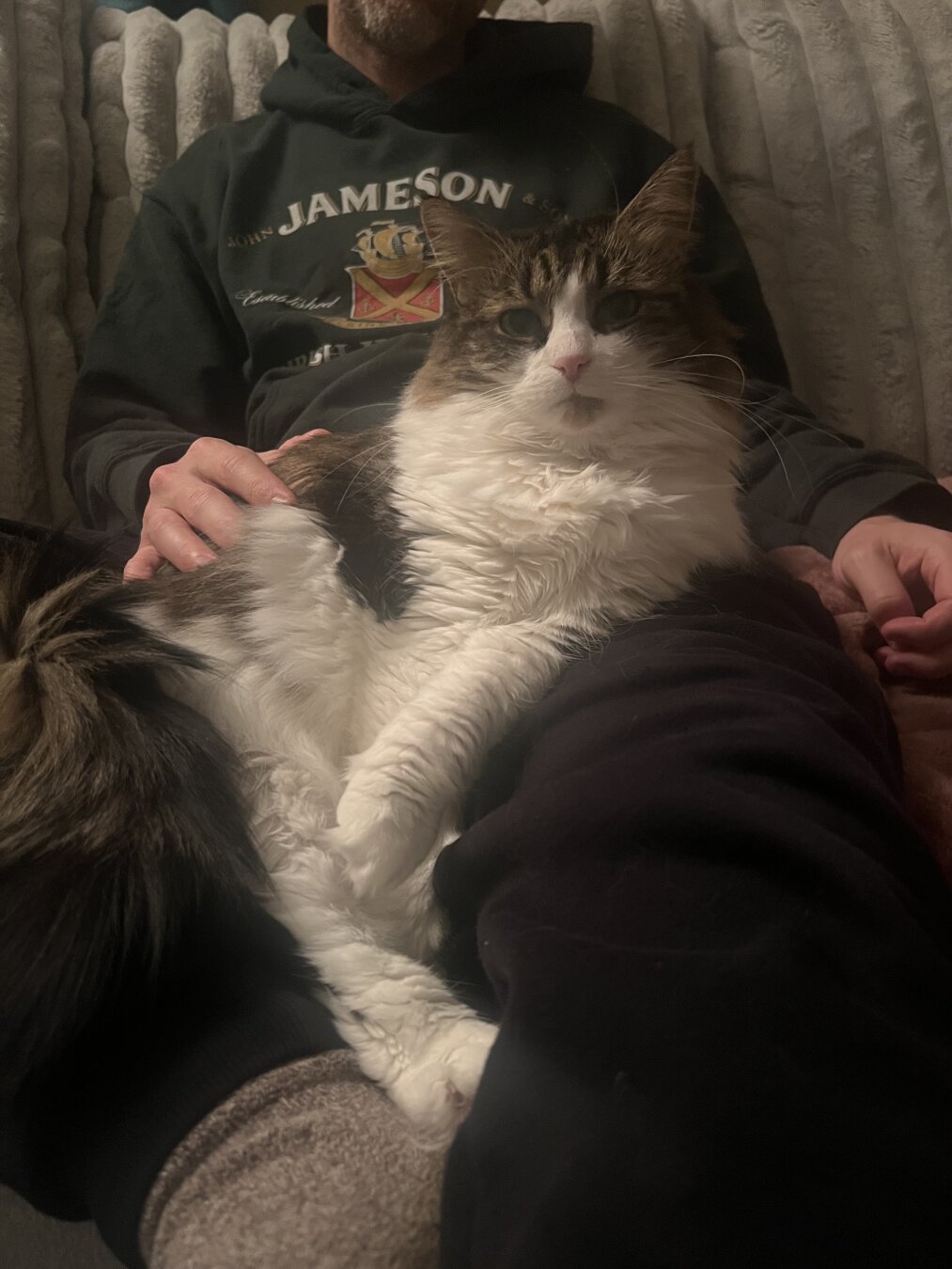 A white and brindle fluffy cat sits with her paws crossed on her human dad’s lap.