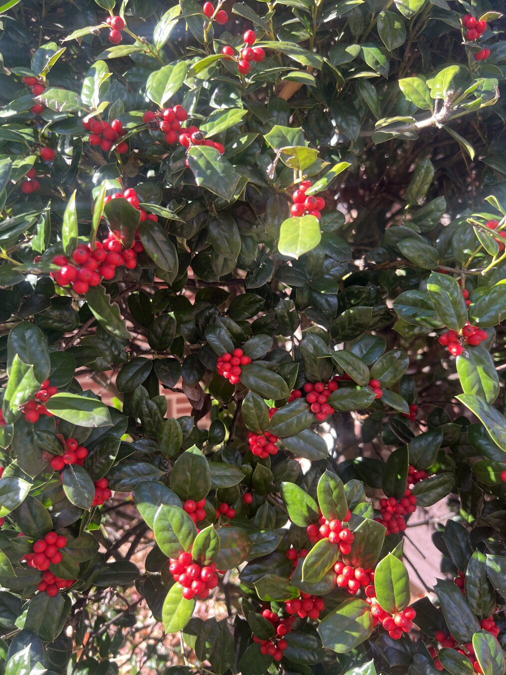 A close up picture of a holly bush in the sunlight with bright green leaves and bright red berries.