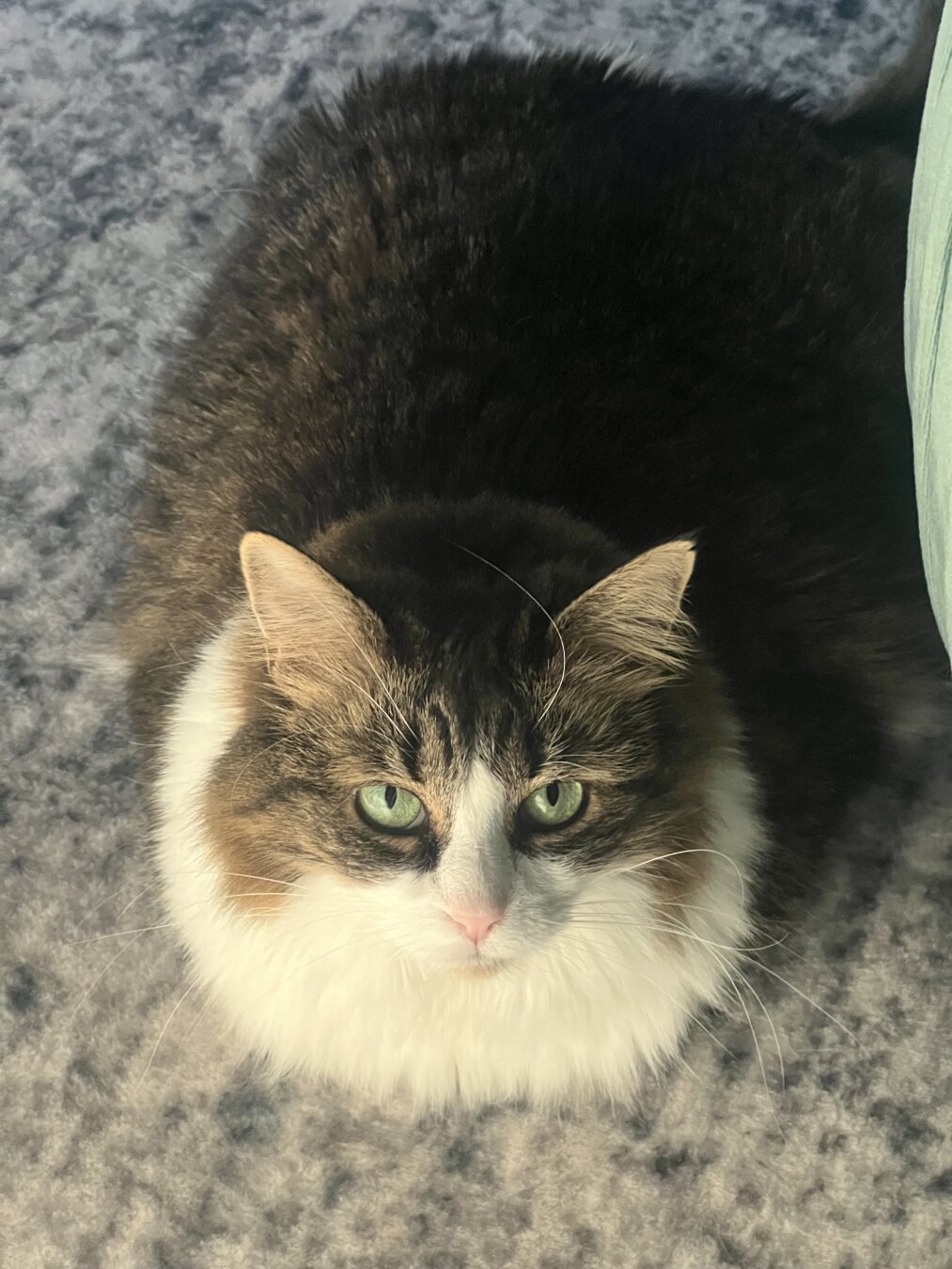 A white and brindle fluffy cat loafs on a blue and white speckled carpet, staring at the camera with her green eyes.