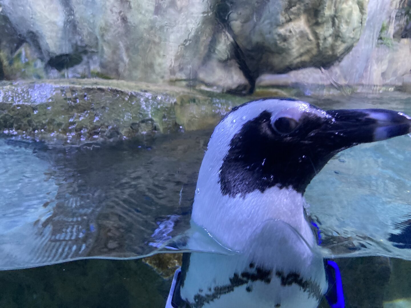 A penguin looking through the glass of the aquarium tank