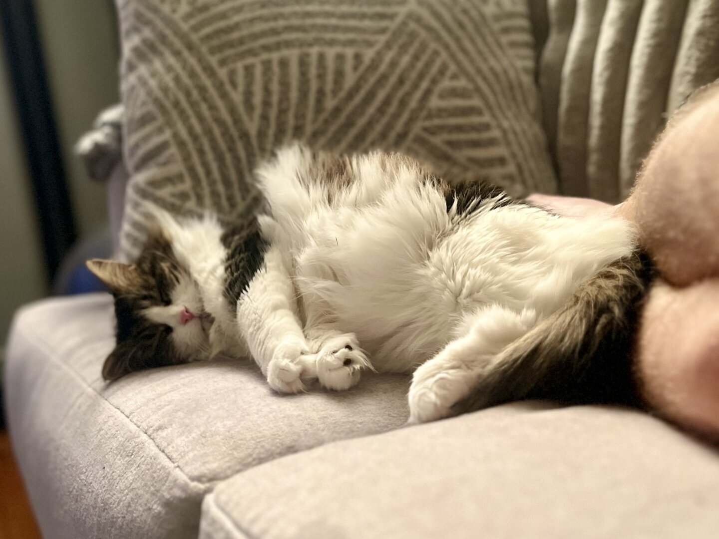 A white & brindle Norwegian forest cat napping on the couch, belly floofs abound.