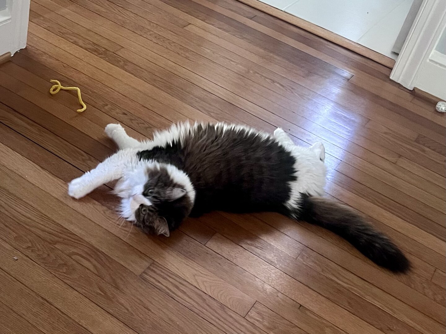 A white & brindle Norwegian forest cat stretching and looking behind her at the camera while lying on a wood floor.