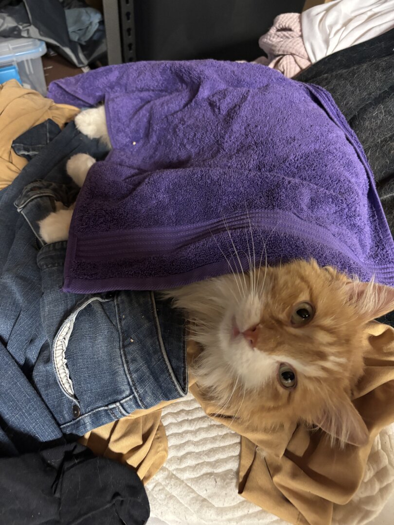 A big orange cat laying on a pile of laundry and covered by a purple towel as if it is a blanket