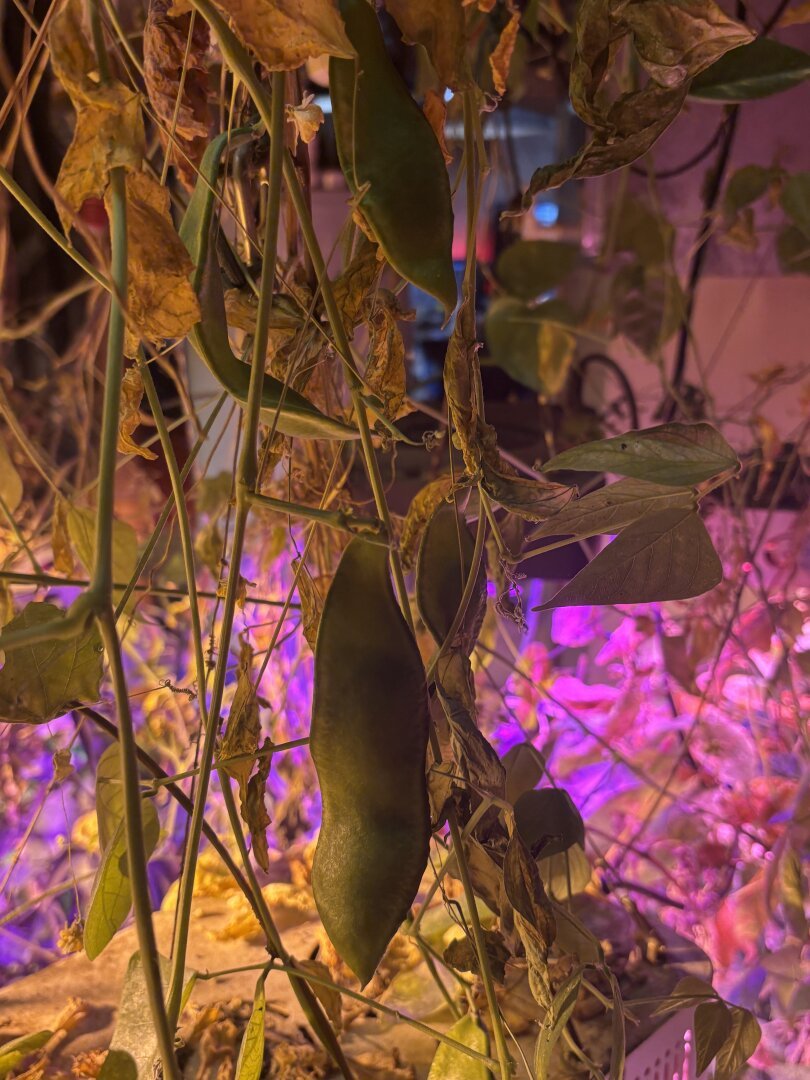 Lima beans growing on a vine in blueish purple lighting in a basement surrounded by lots of other foliage