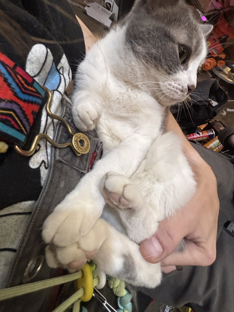 A small grey and white cat (snowshoe breed I think) being held like a baby and clearly loving it