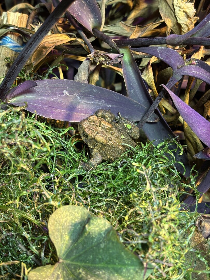 A small toad with bumpy, earth-toned skin rests on vibrant green moss, surrounded by dried and purple-tinged foliage. #Toad #Camouflage #Nature