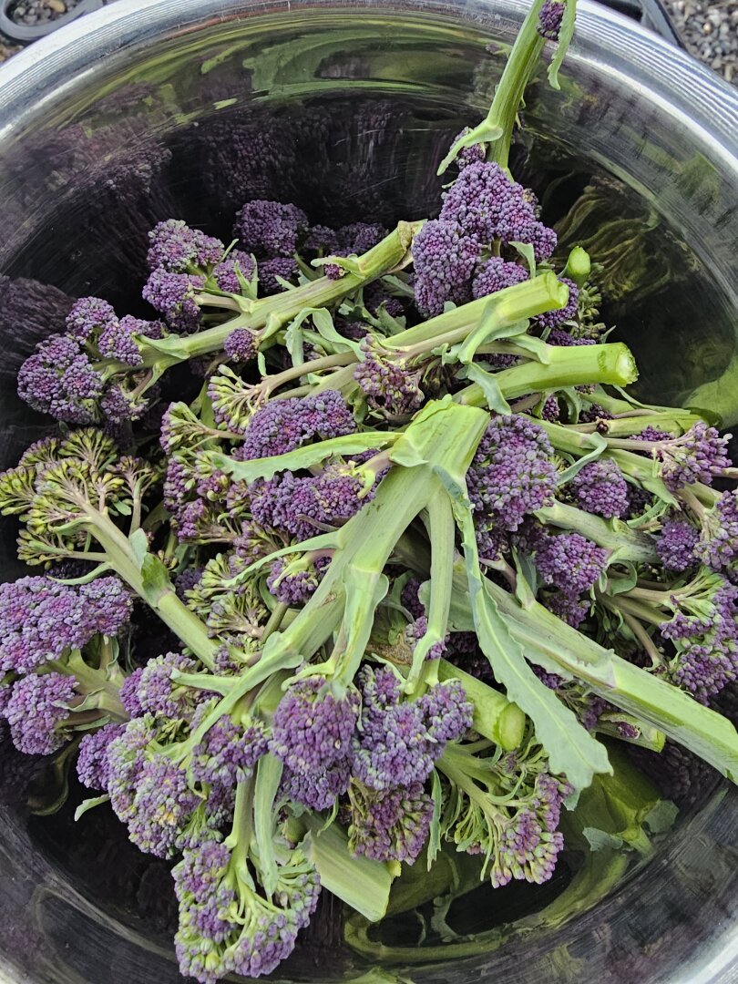 A silver coloured bowl filled with freshly harvested purple sprouting brocoli