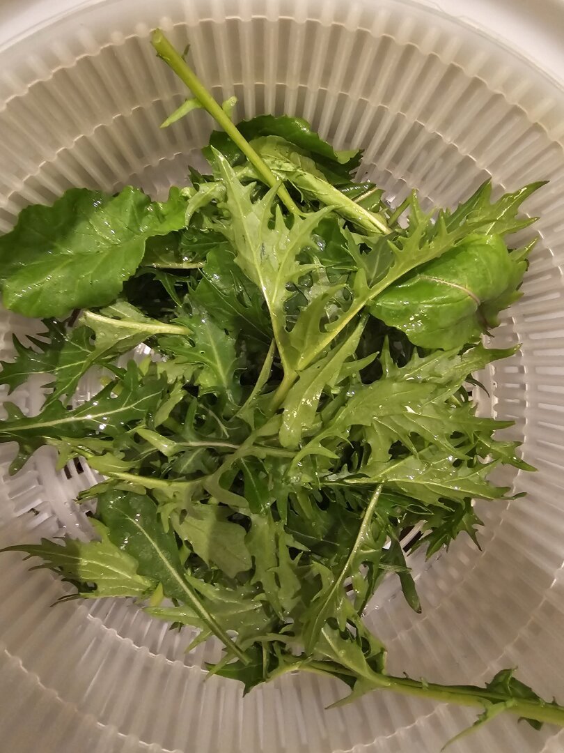 A bowl of freshly harvested rocket and endive leaves.