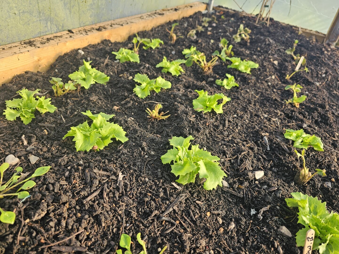 A bed of newly planted strawberry plants planted in between winter leafy salad greens inside a polytunnel