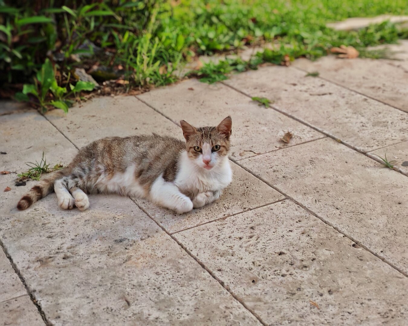 A cat laying in the sidewalk.