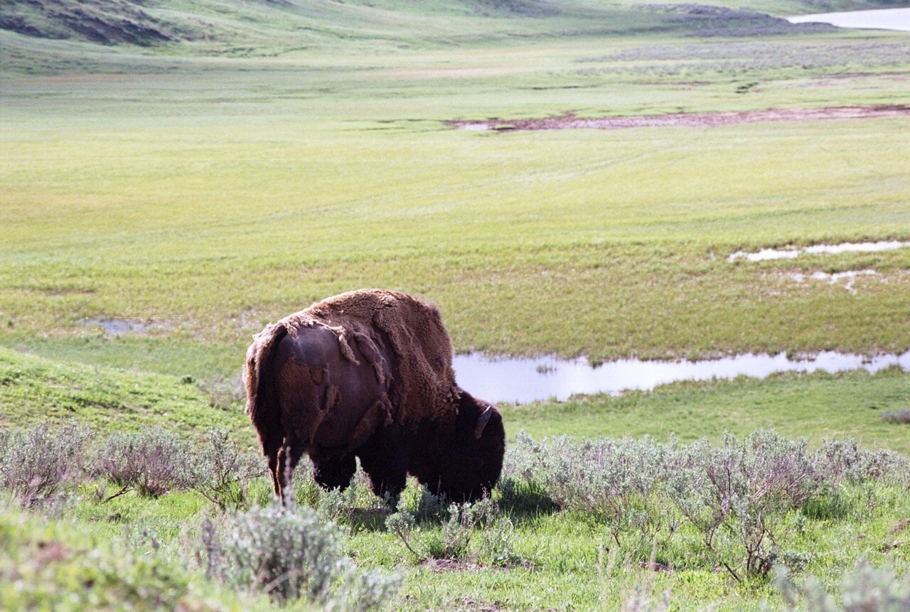 A lone bison grazes on a lush green hillside in Yellowstone National Park. The landscape features rolling grassy plains, sagebrush, and a reflective body of water in the background. The bison's shaggy fur is shedding in patches, characteristic of seasonal molting.