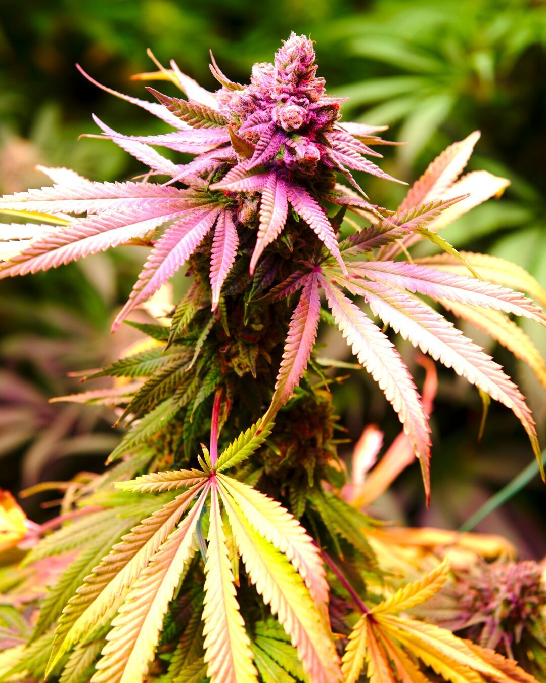 A close-up image of a cannabis plant with vibrant, multicolored leaves and buds. The leaves display a mix of green, yellow, and shades of purple and pink. The plant is in focus, with a blurry background of similar plants.