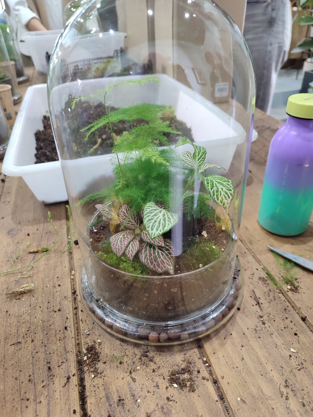 Plants inside a glass dom / plantas Bajo una cúpula de cristal