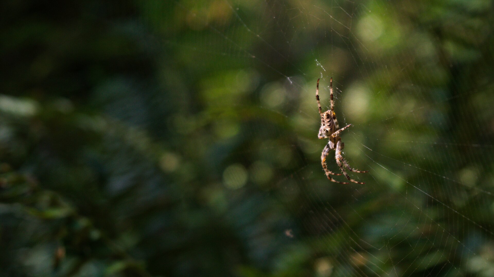 Small depth of field image of a tan and black spider illuminated by sunlight, hanging on its spiderweb in the right side of the image. Blurred shapes of green and brown in the background behind the spider give a sense of trees in the Pacific Northwest forest.