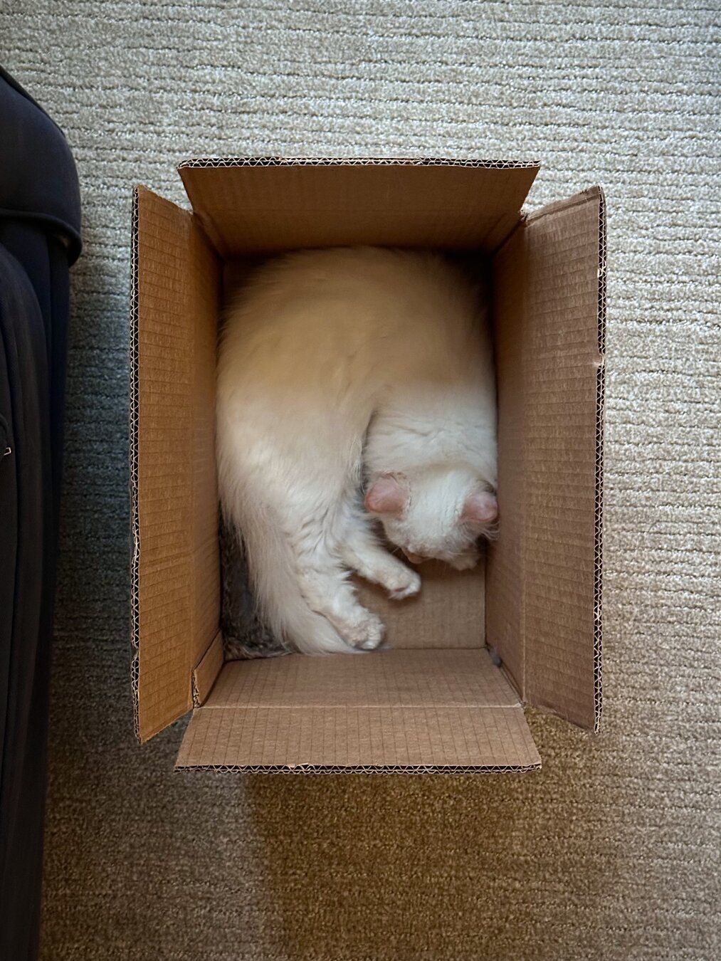 Top-down photo of a white Siberian kitten laying, folded, in an open cardboard box no bigger than 1’ x 1.5’ in size. The kitten is sound asleep, framed the box with its lid flapped open, the surrounding tan carpet and part of a dark blue couch on the left.