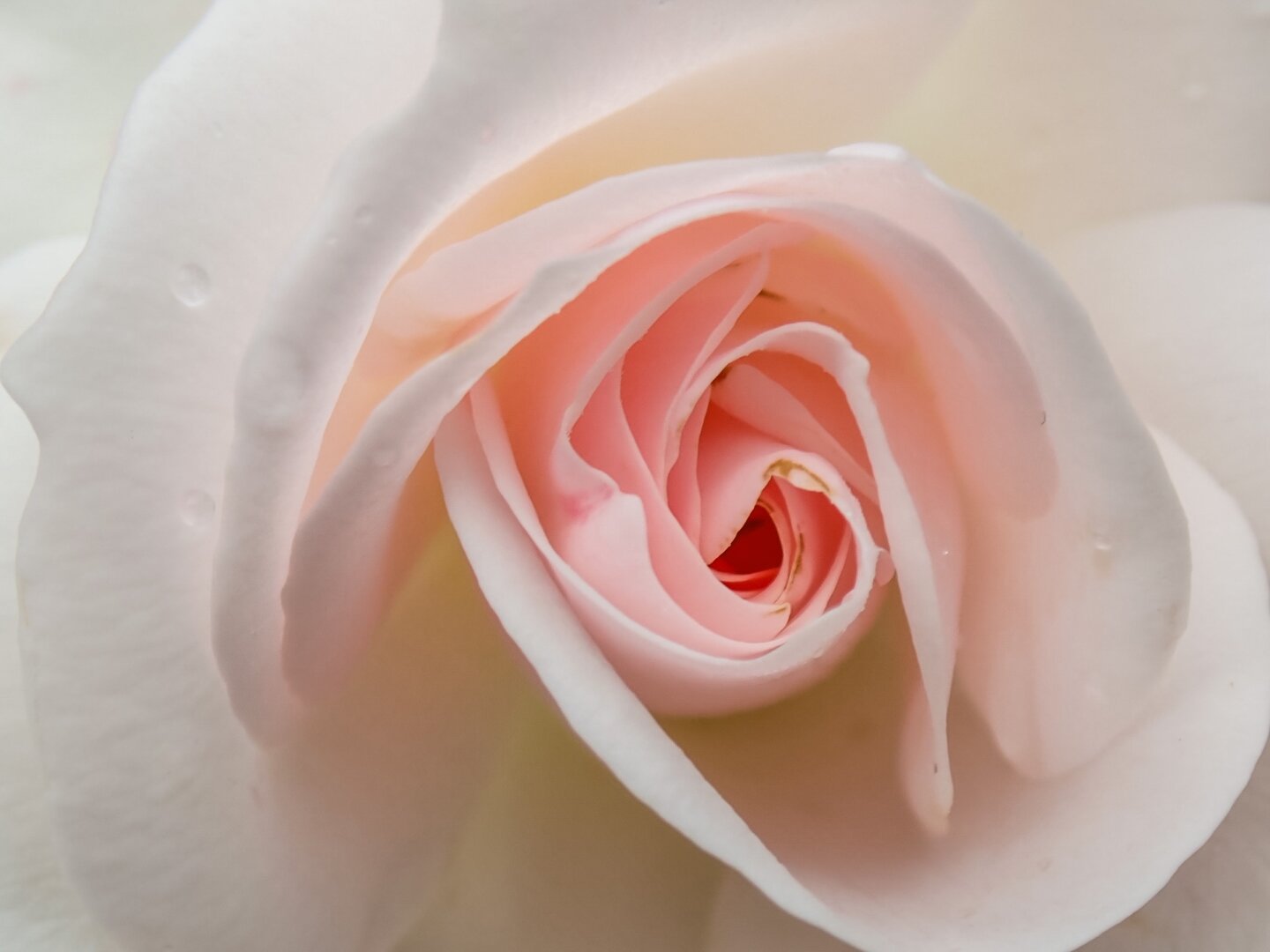 Close up of soft pink rose