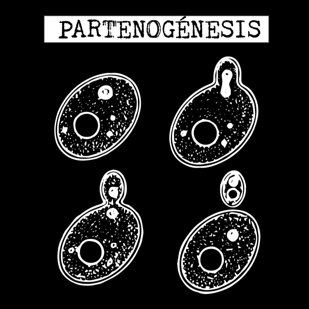 Partenogénesis demo (portada) célula haciendo la partenogénesis